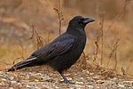 Rabenkrähe Corvus corone