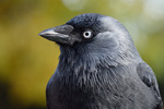 Dohle Corvus monedula