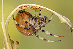 Vierfleck-Kreuzspinne Araneus quadratus