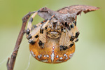 Vierfleck-Kreuzspinne Araneus quadratus