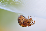 Gartenkreuzspinne Araneus diadematus