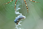 Wespenspinne Argiope bruennichi