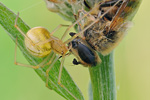 Kugelspinne Enoplognatha ovata