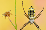 Wespenspinne Argiope bruennichi