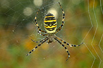 Wespenspinne Argiope bruennichi