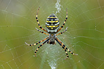 Wespenspinne Argiope bruennichi