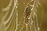 Wespenspinne Argiope bruennichi