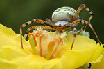 Wespenspinne Argiope bruennichi