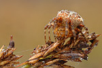 Vierfleck-Kreuzspinne Araneus quadratus