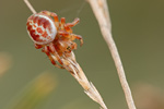 Rotbraune Kürbisspinne Araniella displicata