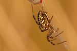 Wespenspinne Argiope bruennichi