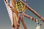 Wespenspinne Argiope bruennichi