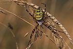 Wespenspinne Argiope bruennichi