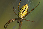 Wespenspinne Argiope bruennichi