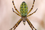 Wespenspinne Argiope bruennichi