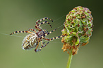 Eichblatt-Radspinne Aculepeira ceropegia