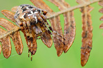 Gartenkreuzspinne Araneus diadematus