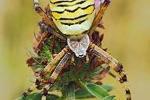 Wespenspinne Argiope bruennichi