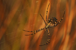 Radnetzspinne Argiope lobata