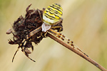 Wespenspinne Argiope bruennichi