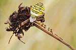 Wespenspinne Argiope bruennichi