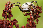 Wespenspinne Argiope bruennichi