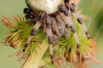 Vierfleck-Kreuzspinne Araneus quadratus