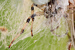 Vierfleck-Kreuzspinne Araneus quadratus