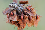 Eichblatt-Radspinne Aculepeira ceropegia