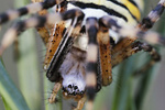 Wespenspinne Argiope bruennichi