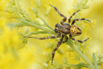 Vierfleck-Kreuzspinne Araneus quadratus