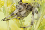 Vierfleck-Kreuzspinne Araneus quadratus