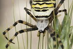 Wespenspinne Argiope bruennichi