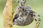 Gartenkreuzspinne Araneus diadematus