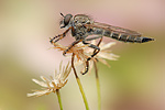 Gemeine Raubfliege Tolmerus atricapillus