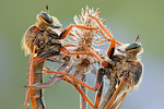 Raubfliege (Asilidae) Stenopogon sabaudus