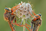 Raubfliege (Asilidae) Stenopogon sabaudus