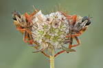 Raubfliege (Asilidae) Stenopogon sabaudus