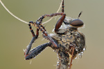 Gemeine Raubfliege Tolmerus atricapillus