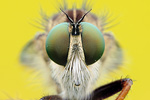 Raubfliege (Asilidae) Neoitamus species