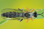 Höcker-Habichtsfliege Dioctria rufipes