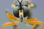 Höcker-Habichtsfliege Dioctria rufipes