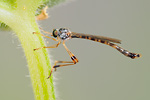 Klöppel-Schlankfliege Leptogaster subtilis