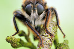 Gelbe Mordfliege Laphria flava