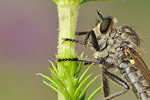 Kerbzangen-Raubfliege Dysmachus fuscipennis