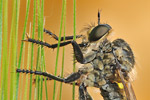 Kerbzangen-Raubfliege Dysmachus fuscipennis