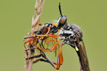Gemeine Habichtsfliege Dioctria hyalipennis