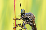 Schwarze Habichtsfliege Dioctria atricapilla