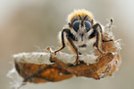 Gelbe Mordfliege Laphria flava