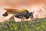 Gelbe Mordfliege Laphria flava